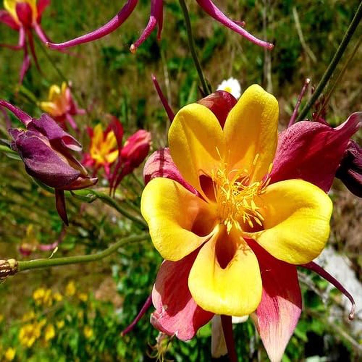 Aquilegia Flower Red Yellow