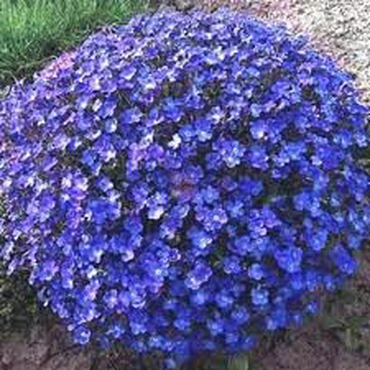 Aubrieta Perennial Flower Seeds Heirloom Non-GMO Seeds for Planting | High Germination Organic Garden Seeds