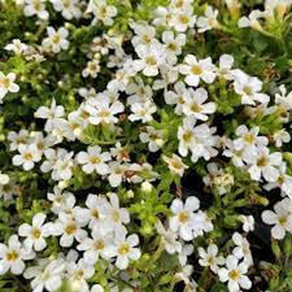 Bacopa Seeds for Planting Organic Heirloom Non-GMO Trailing Flower Seeds
