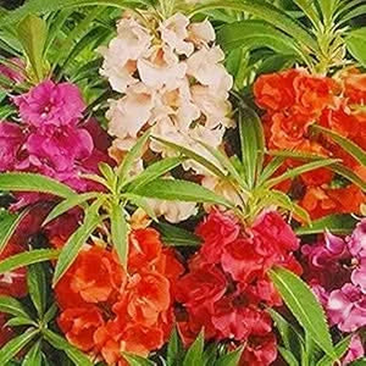 Balsamine Flower Seeds for Indoor & Garden Pots
