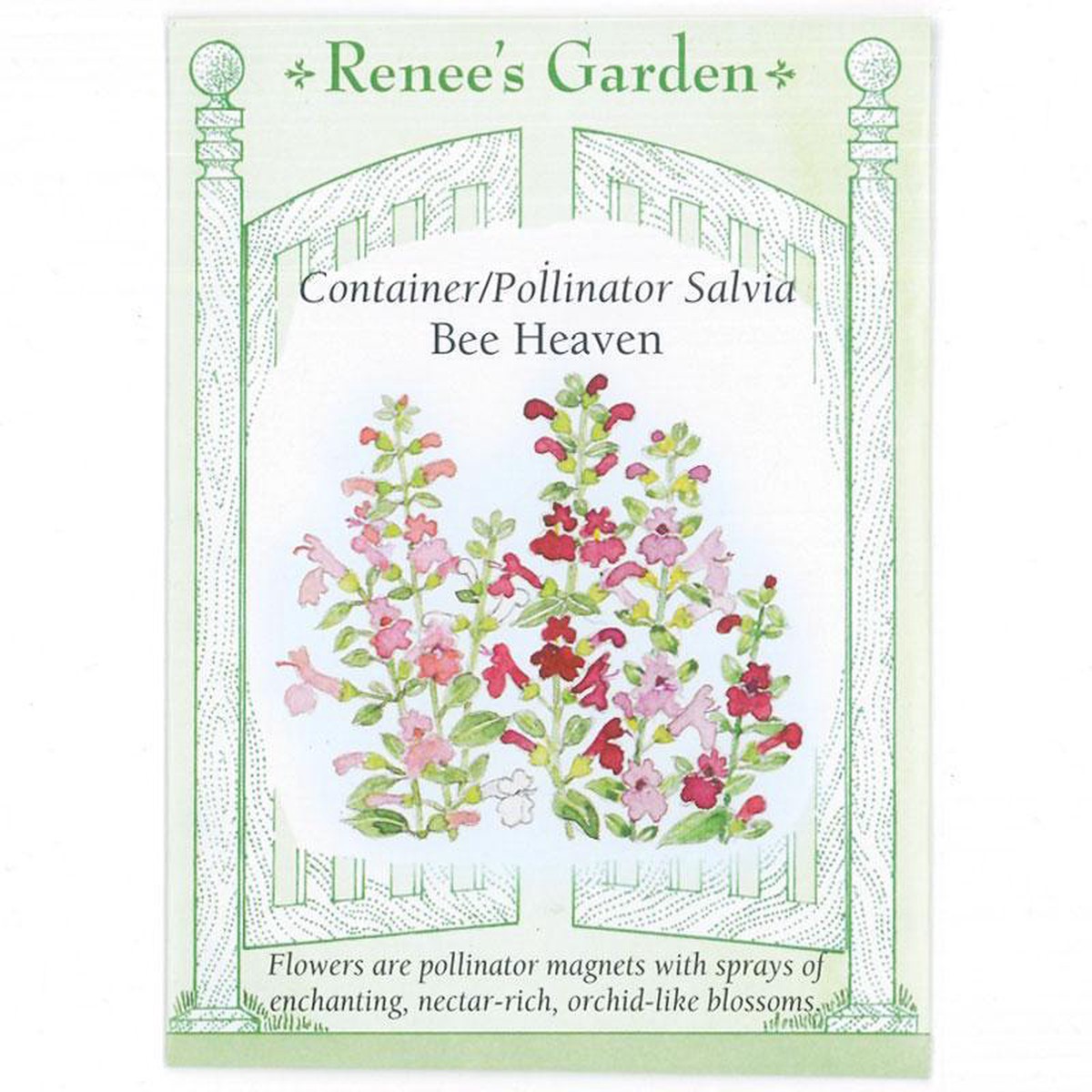 Bee Heaven Container Salvia Flower Seeds