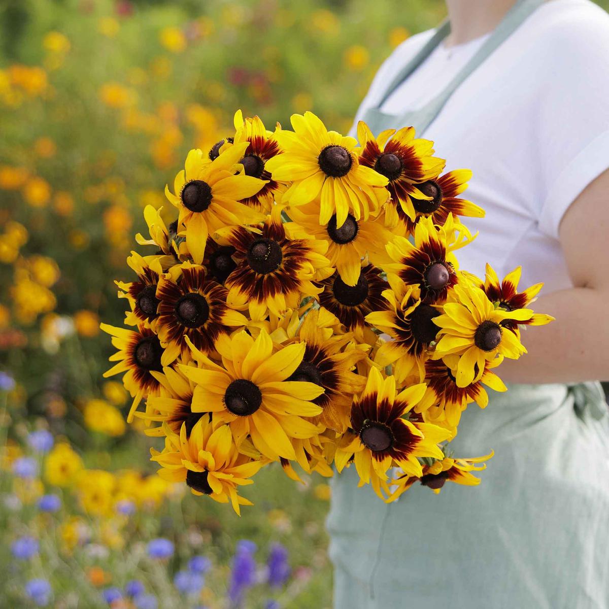 Black Eyed Susan Seeds - Gloriosa Daisy Mix