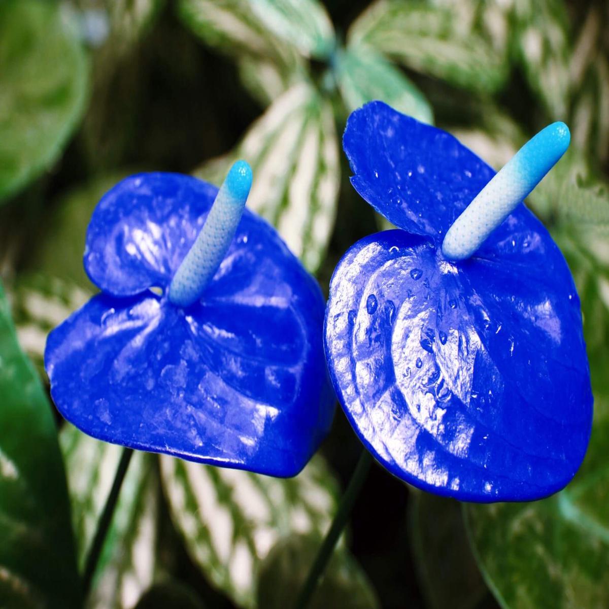 Blue Anthurium Flower Seeds for Planting  Heirloom, Non-GMO Wildflower Mix