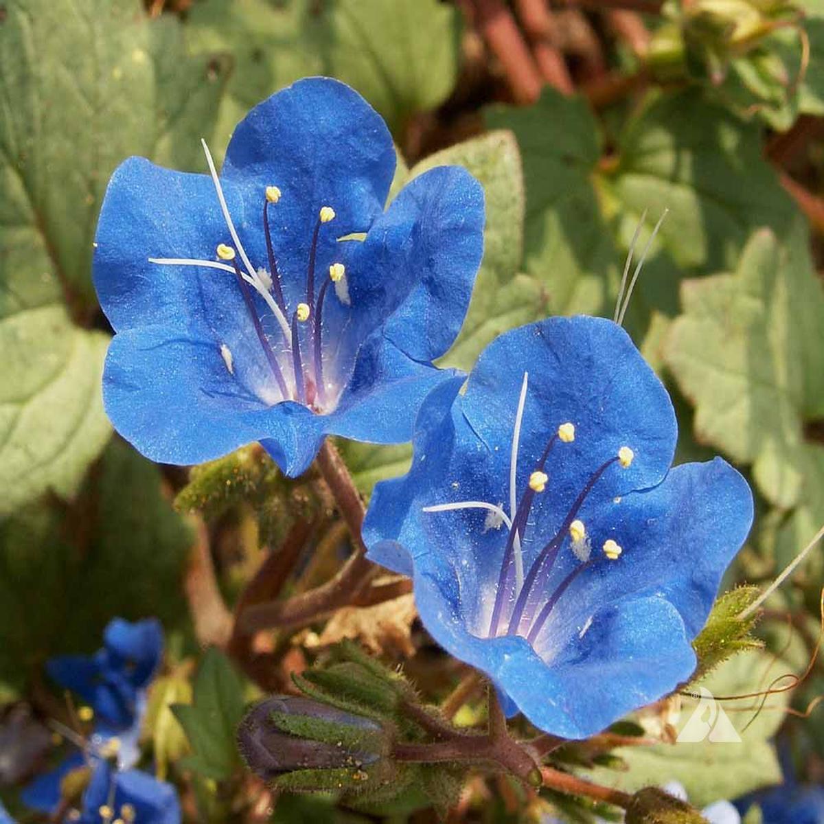 Blue Bell Flower Seeds for Planting  Heirloom, Non-GMO Garden Favorite Organic Garden Seeds