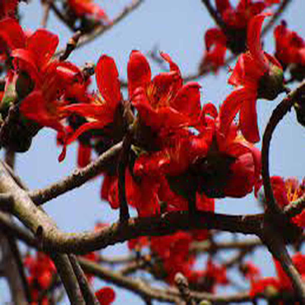 Ceiba Flower Seeds for Planting - NON GMO Seeds