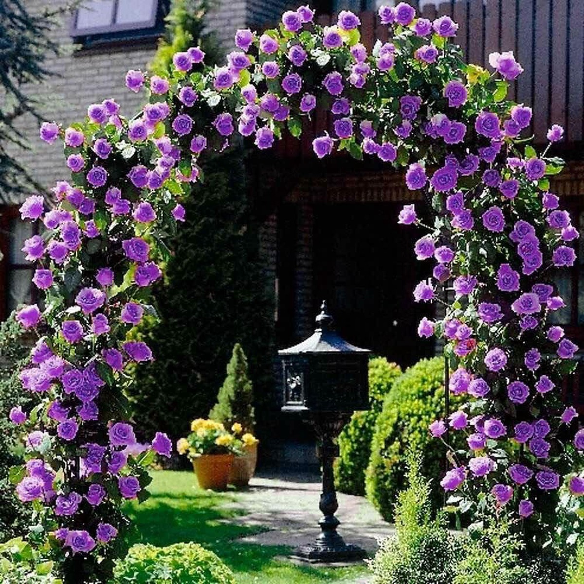 Climbing Rose Rosa Hybrida Flower For Planting In Home Garden Trellis Designs Flower Seeds for