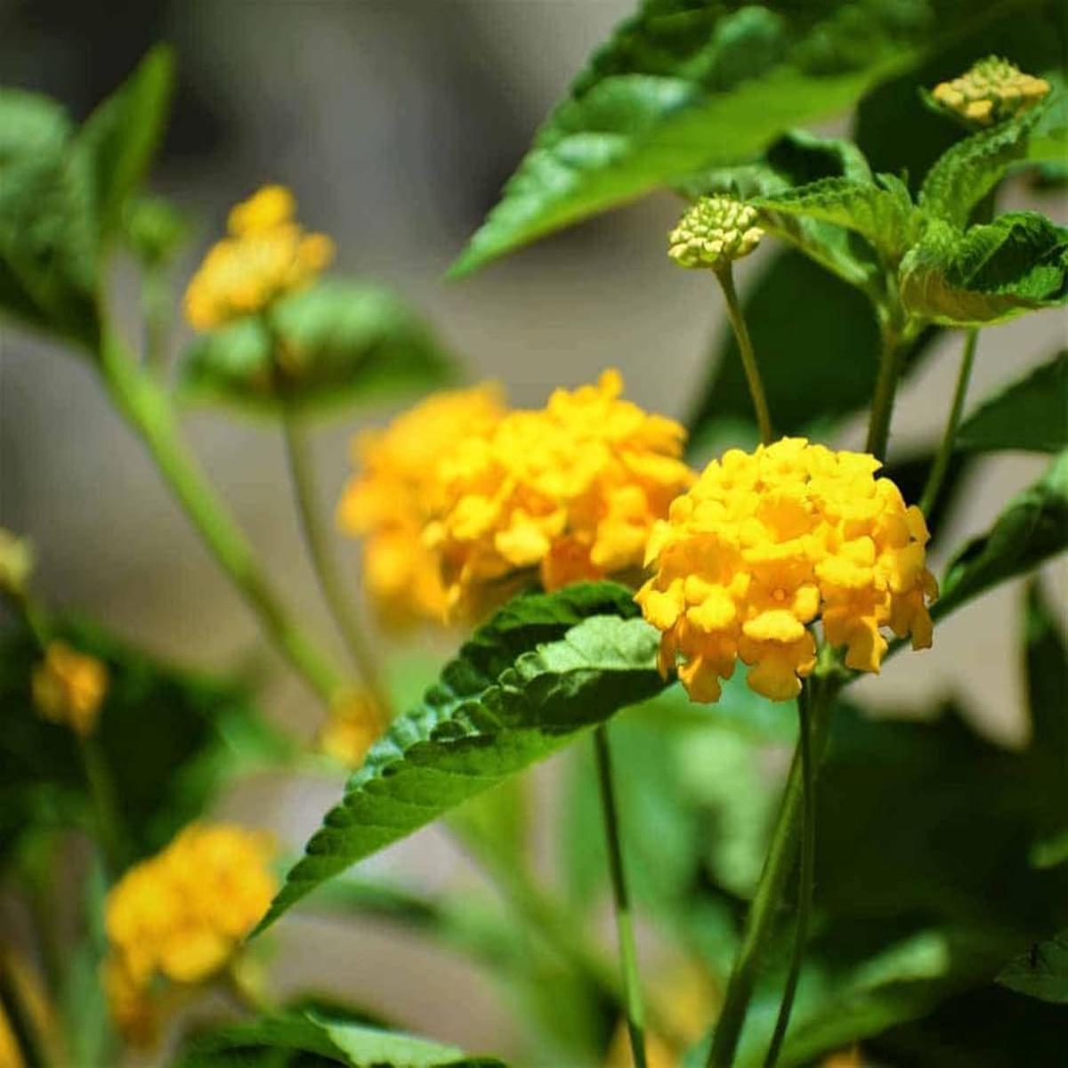 Common Lantana For Planting Lantana Camara For Flower Beds And Garden Borders Flower Seeds for Home