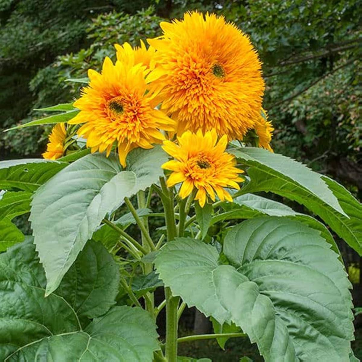 Common Sunflower (Helianthus annuus) Seeds for Planting Heirloom, Non-GMO, Easy to Grow, Pollinator-Friendly