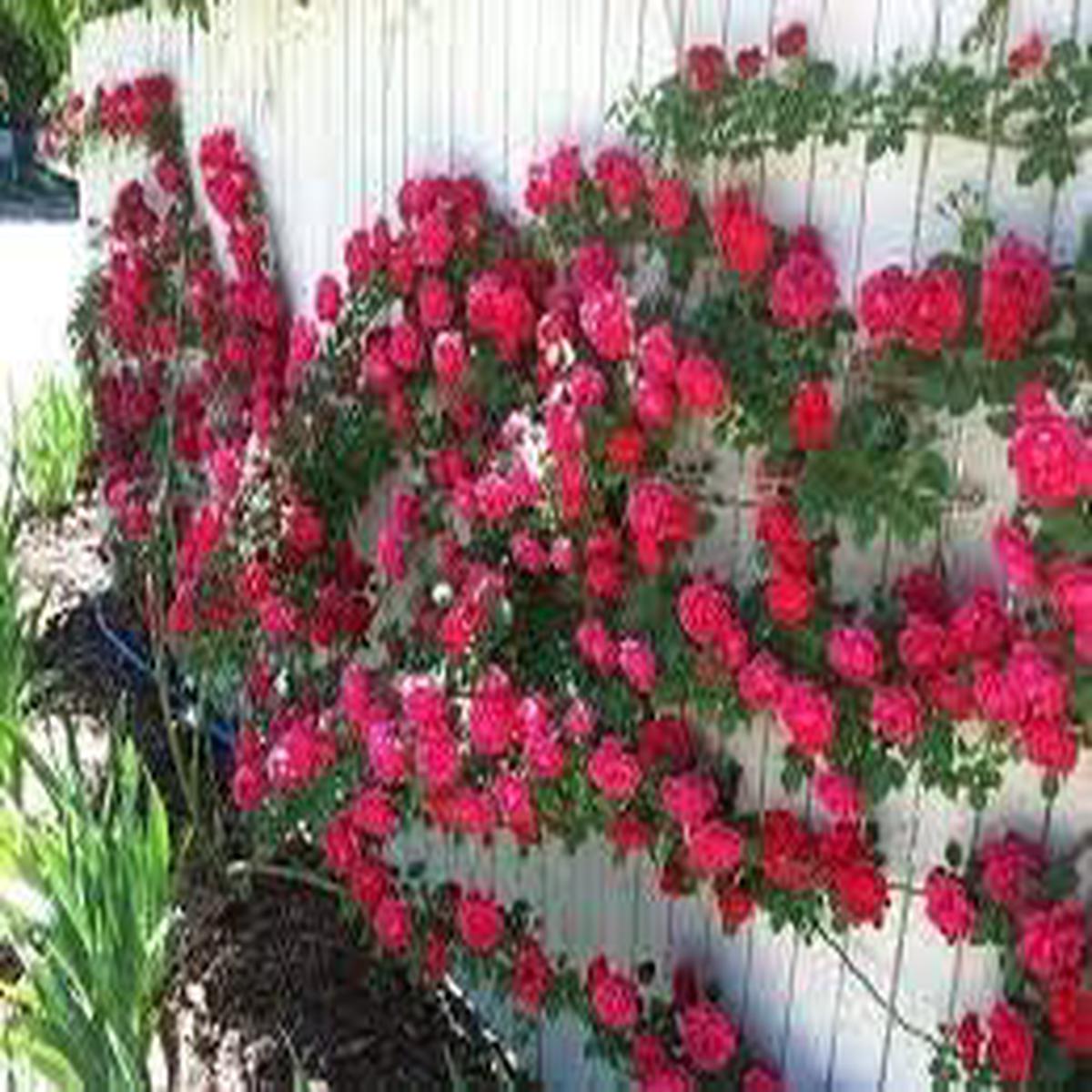 Dark Pink & Blue Rose Heirloom Non-GMO Seeds for Planting High Germination Organic Garden Seeds for Stunning Blooms