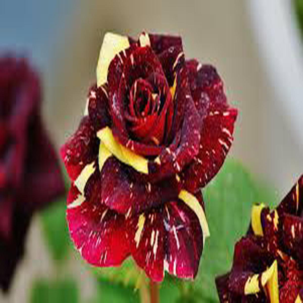 Dragon Rose Pink Yellow Flower Seeds for Planting  Heirloom, Non-GMO, High Germination Organic Garden Seeds (100pcs)