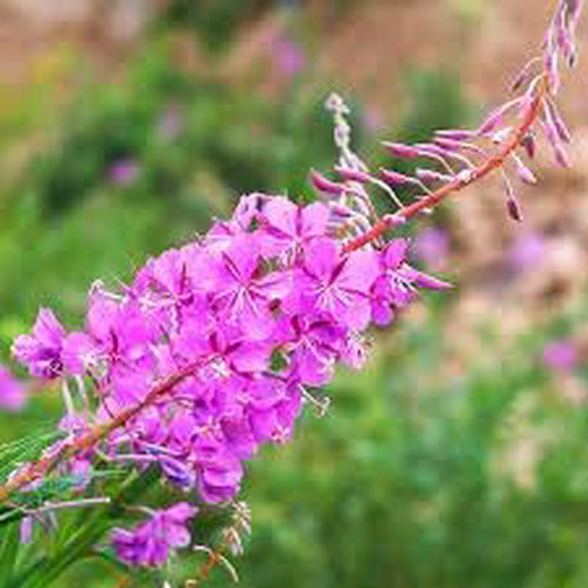 Epilobium Angustifolium Flower Seeds  Heirloom, Non-GMO, High Germination Organic Garden Seeds for Wildflower Planting