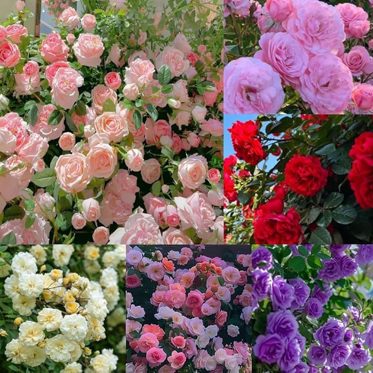 Exotic Miniature Bonsai Rose Rosas Planting Home Garden Flower Seeds Home Garden