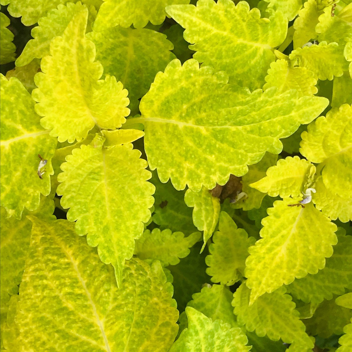 Fairway Yellow Coleus Flower Seeds for Planting Heirloom, Non-GMO, Easy to Grow, Annual