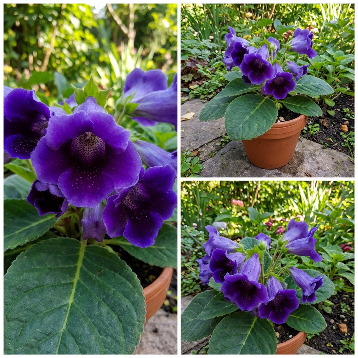 Gloxinia Dark Blue Flower Seeds for Planting Easy Growth & Striking Blooms