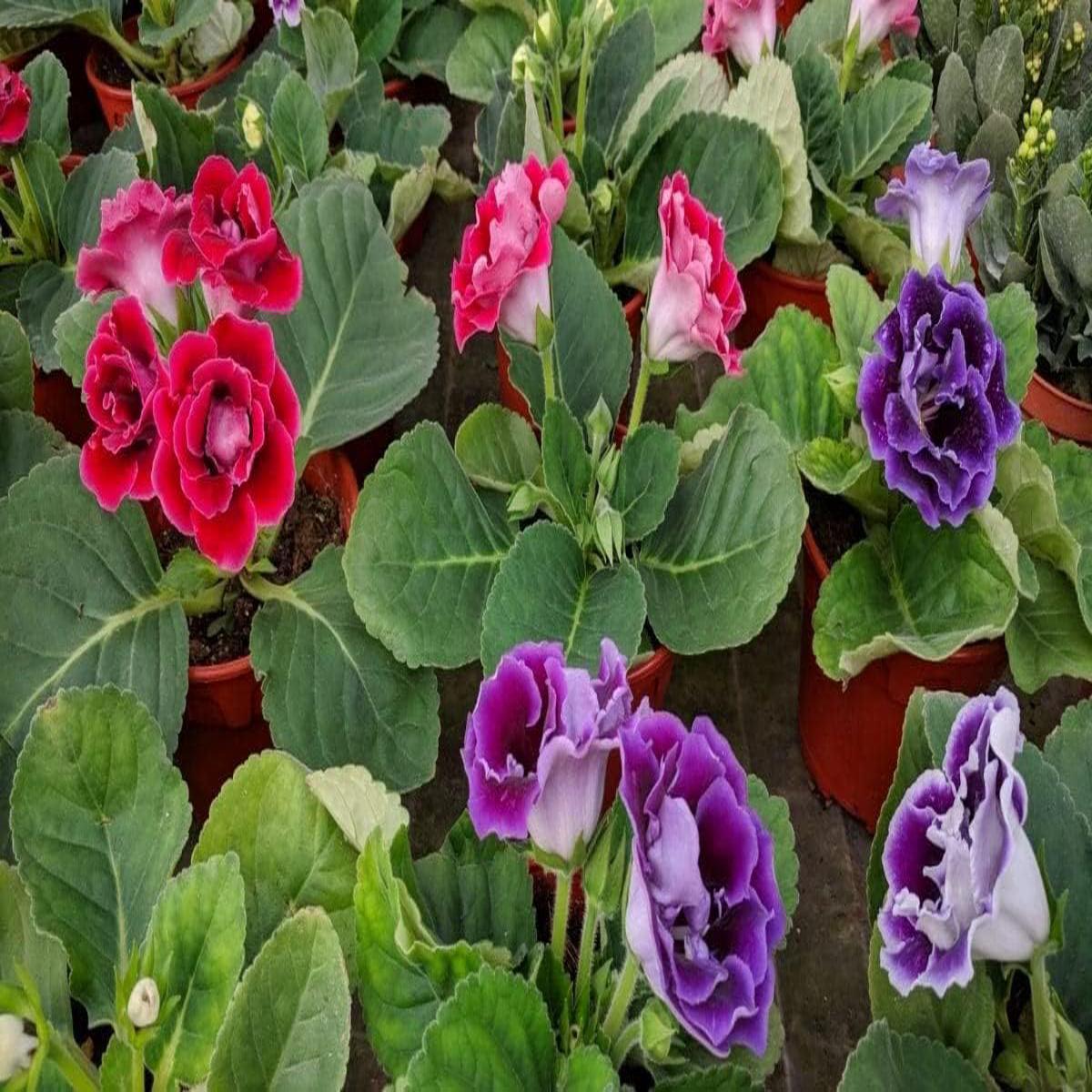 Gloxinia Red and Purple Flower Seeds for Planting  Bright Blooms, Heirloom, Non-GMO, High Germination