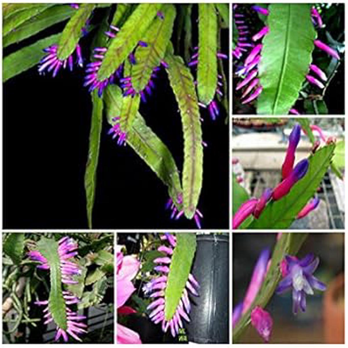 Green Wittia Amazonica Plant Seeds for Planting  NON GMO Heirloom Seeds, High Germination, Organic Garden