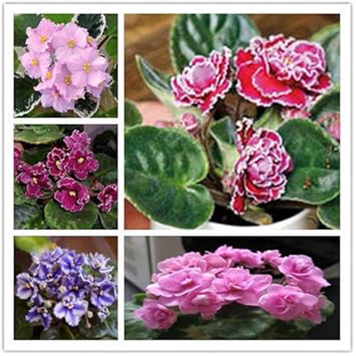 Heirloom Mixed Mini Matthiola Incana Flower Seeds for Planting  Non-GMO High Germination Organic Garden Seeds