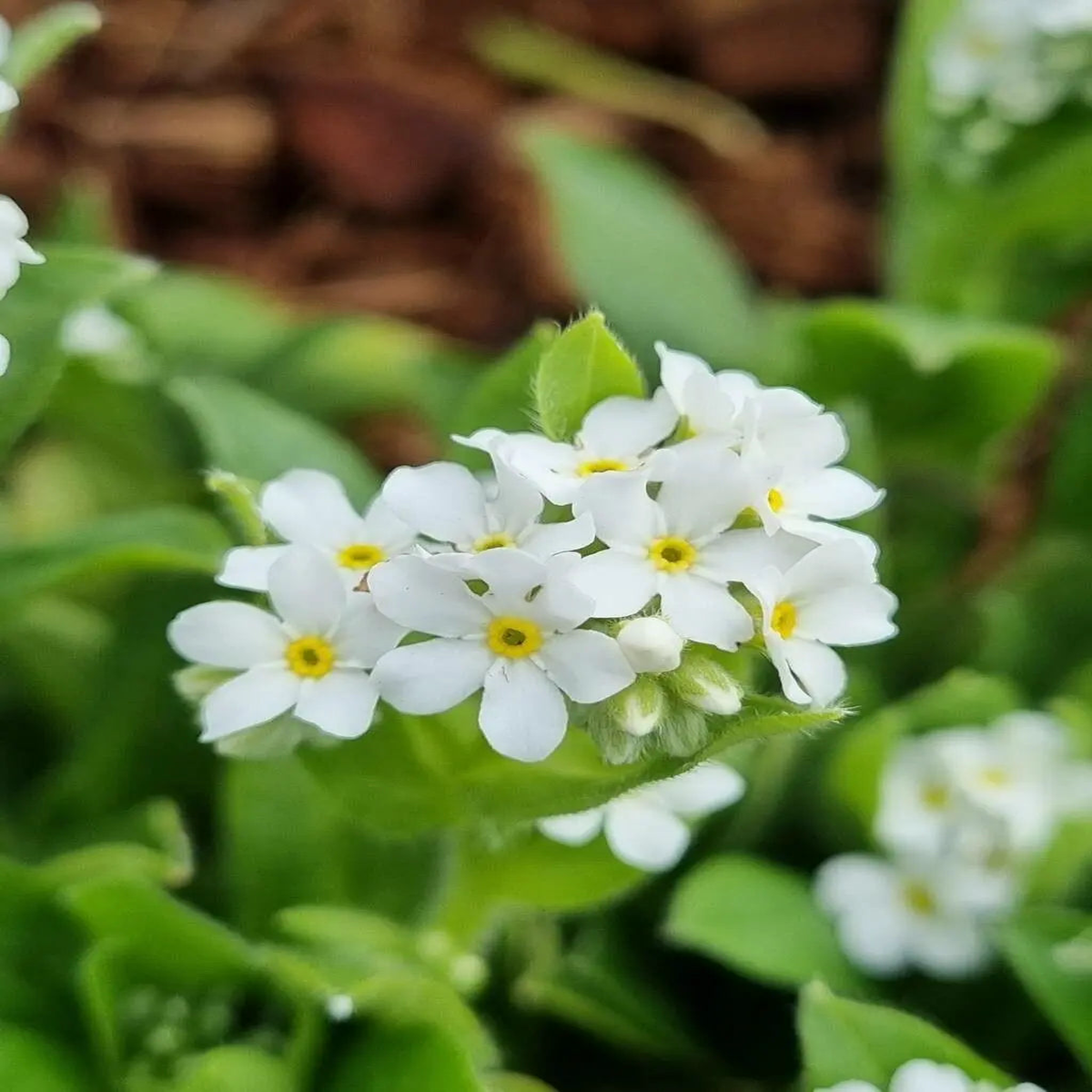 Heirloom Myosotis Alpestris Flower Seeds for Planting Non-GMO, High Germination, Organic Garden Seeds