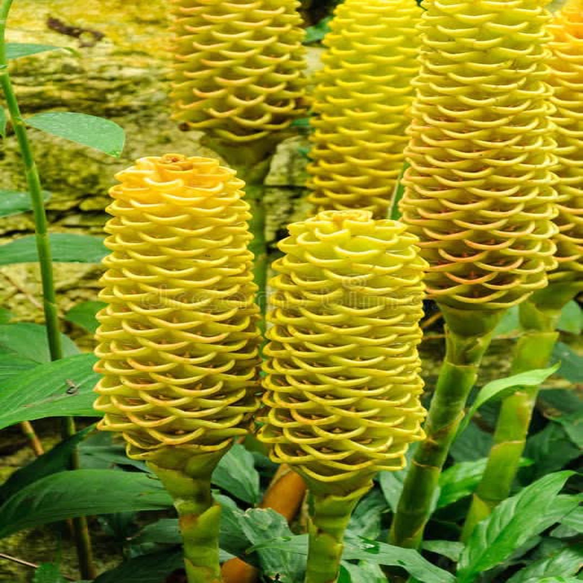 Heirloom Non Gmo Beehive Ginger Flower For Planting Exotic Tropical Garden Blooms Flower Seeds for