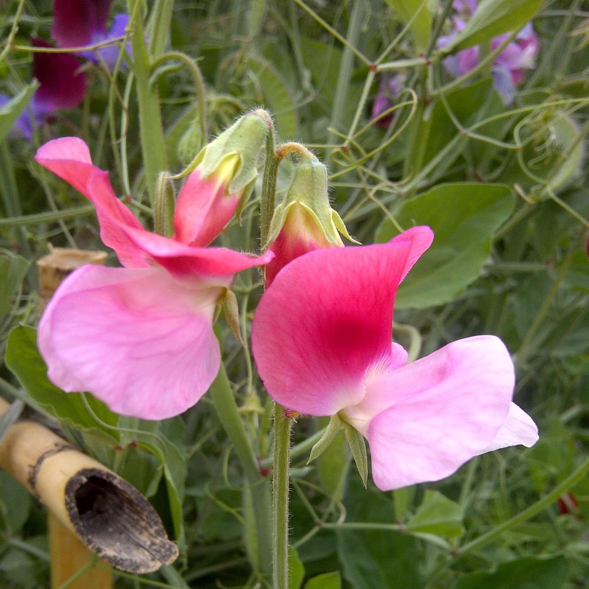 Heirloom Non-GMO Pink Sweet Pea Flower Seeds  High Germination Fragrant Climbing Blooms for Garden Planting