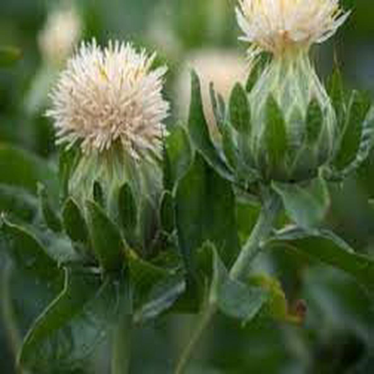 Heirloom Safflower Seeds for Planting Garden Favorite, Non-GMO, High Germination Organic Garden Seeds