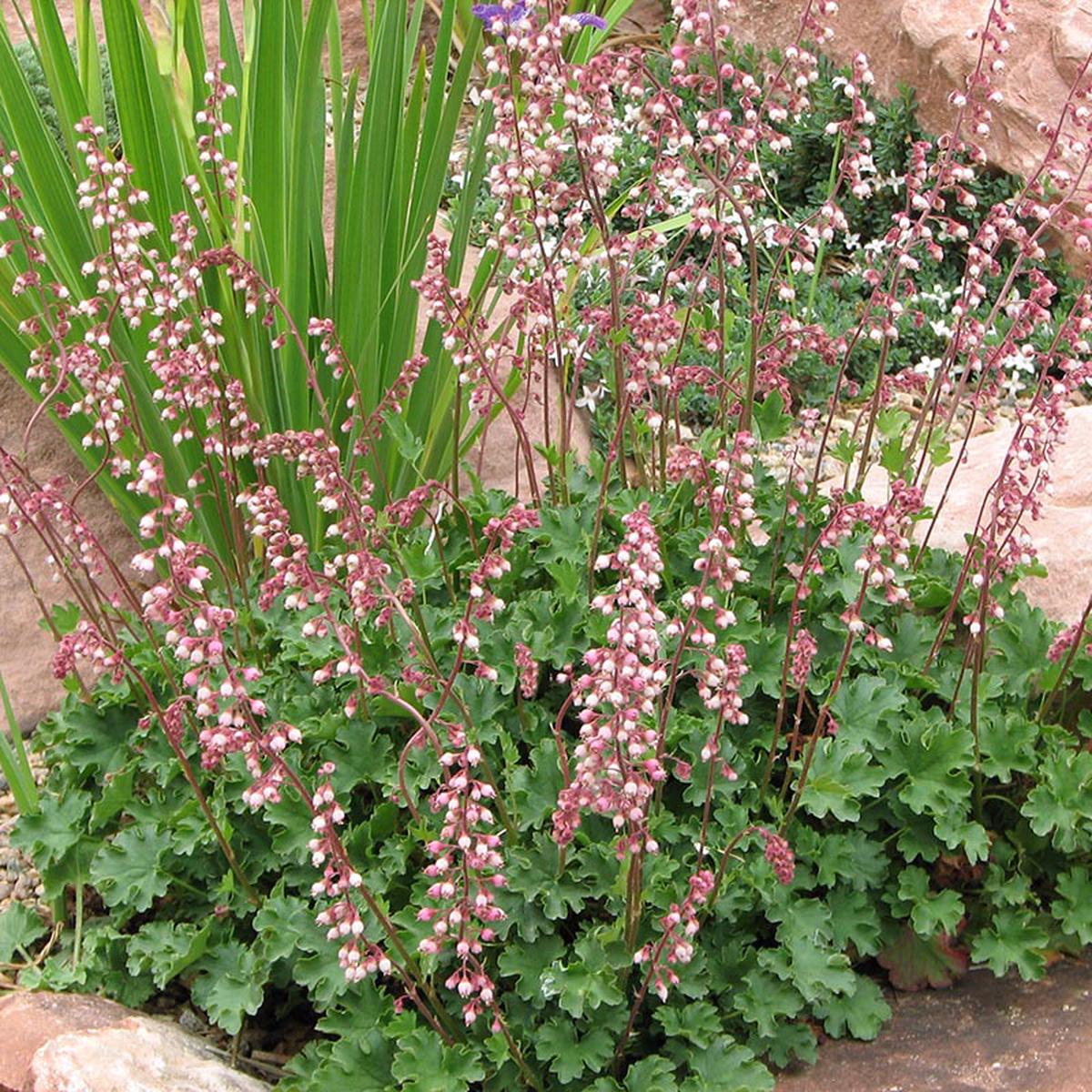 Heuchera Pulchella Flower Seeds for Planting  Bright Blooms, Heirloom, Non-GMO, Organic Garden Seeds