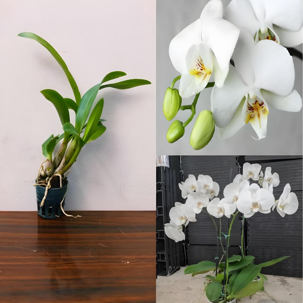 High Quality Phalaenopsis Orchid Semi Flowering Orchid Indoor Gardening Flower Seeds Home