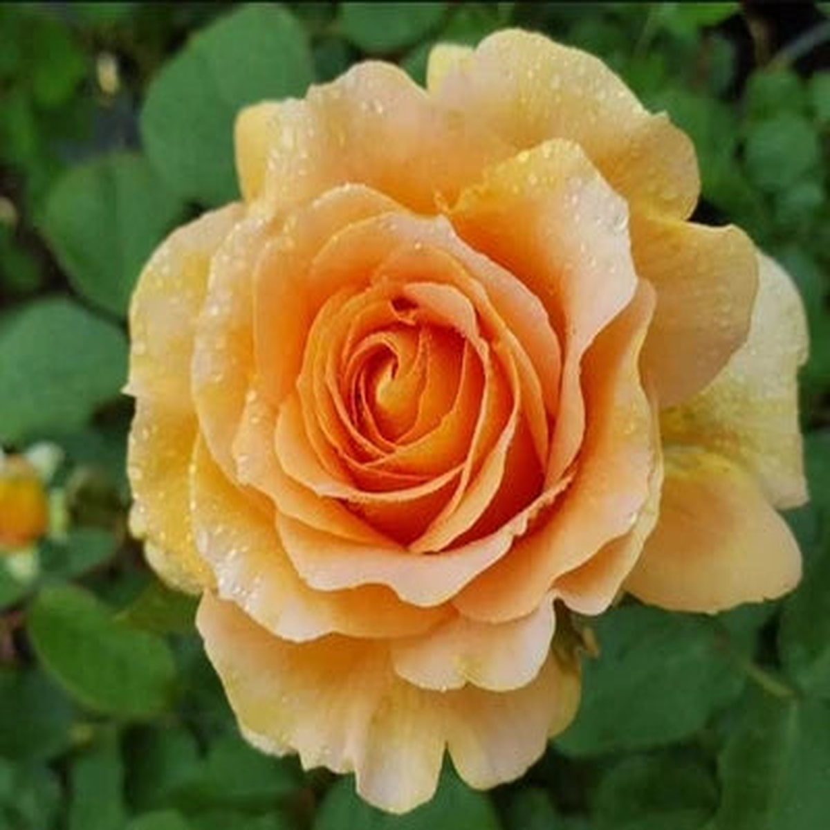 Honey Perfume Floribunda Rose Seeds  Heirloom, Non-GMO, Premium Garden Variety