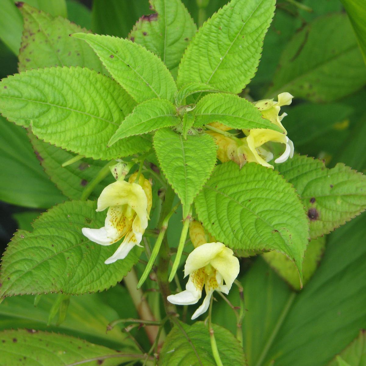 Impatiens Scabrida Flower Seeds for Planting  Heirloom, Non-GMO, Annual, Shade-Tolerant