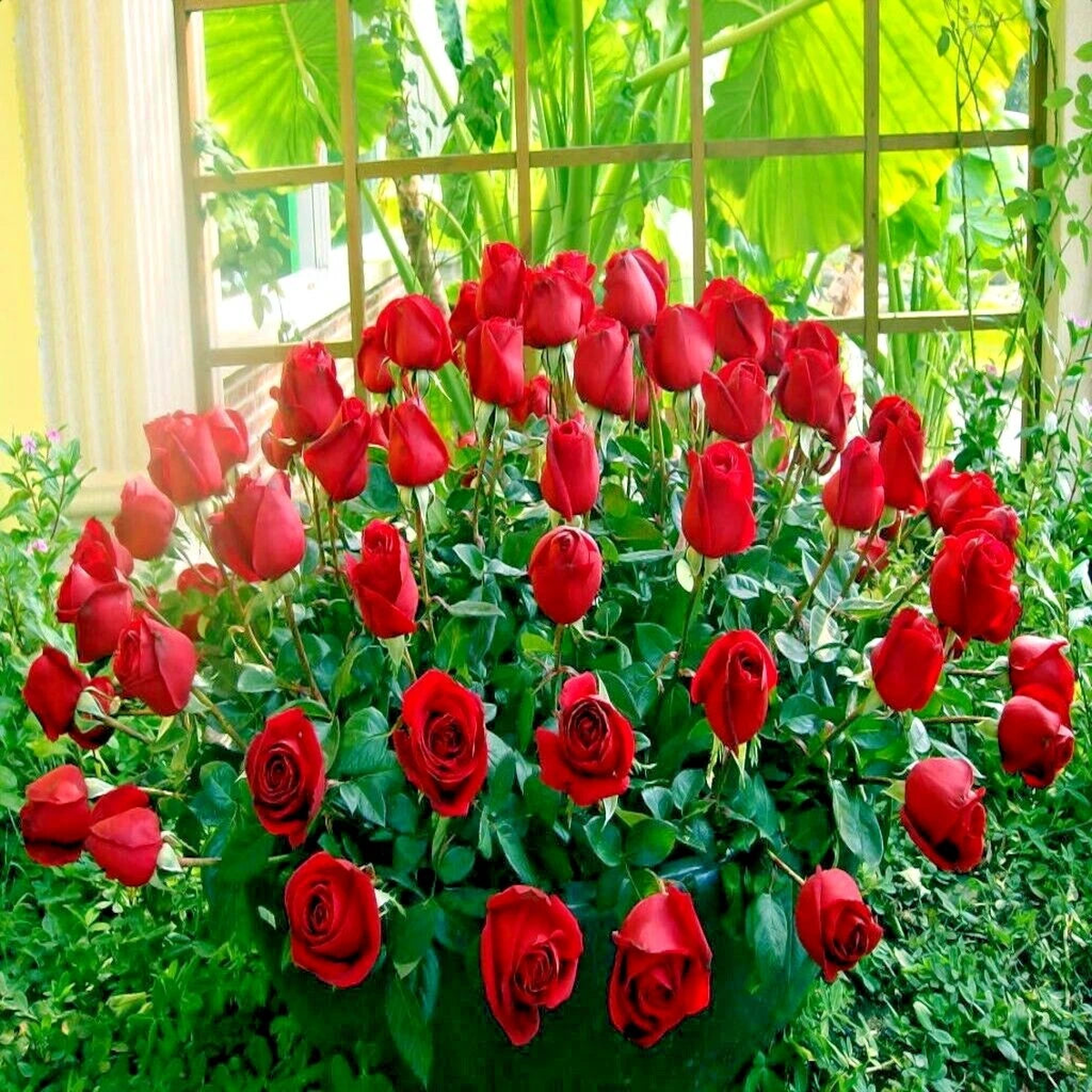 JAPANESE RED ROSE BUSH FLOWER SEEDS Rosa Rugosa Rubra Garden Hardy Flower Plant  Heirloom, Non-GMO, High Germination Organic Garden Seeds