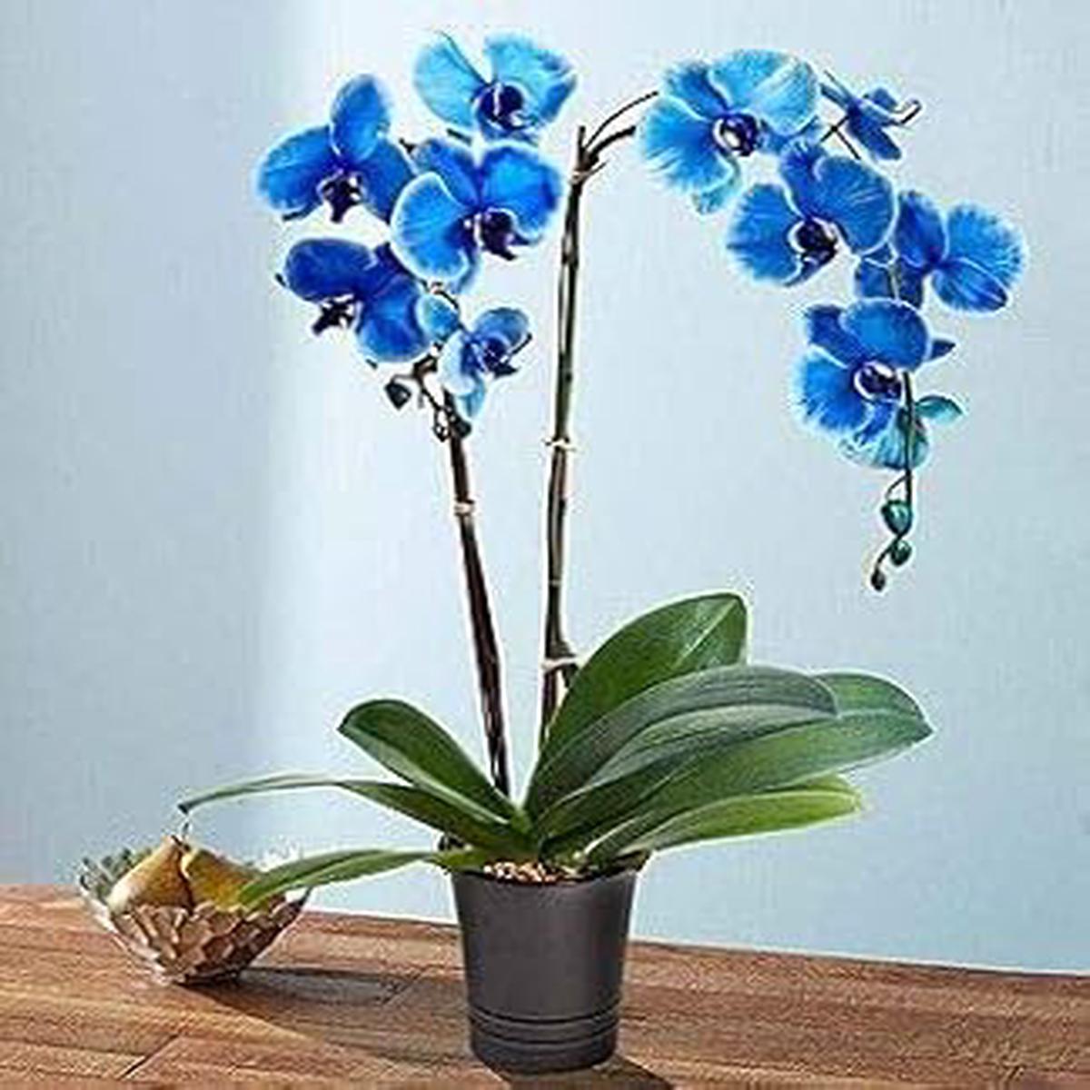 Light Blue Orchid Phalaenopsis Flower Seeds for Planting Heirloom, Non-GMO, Organic Garden Seeds with High Germination