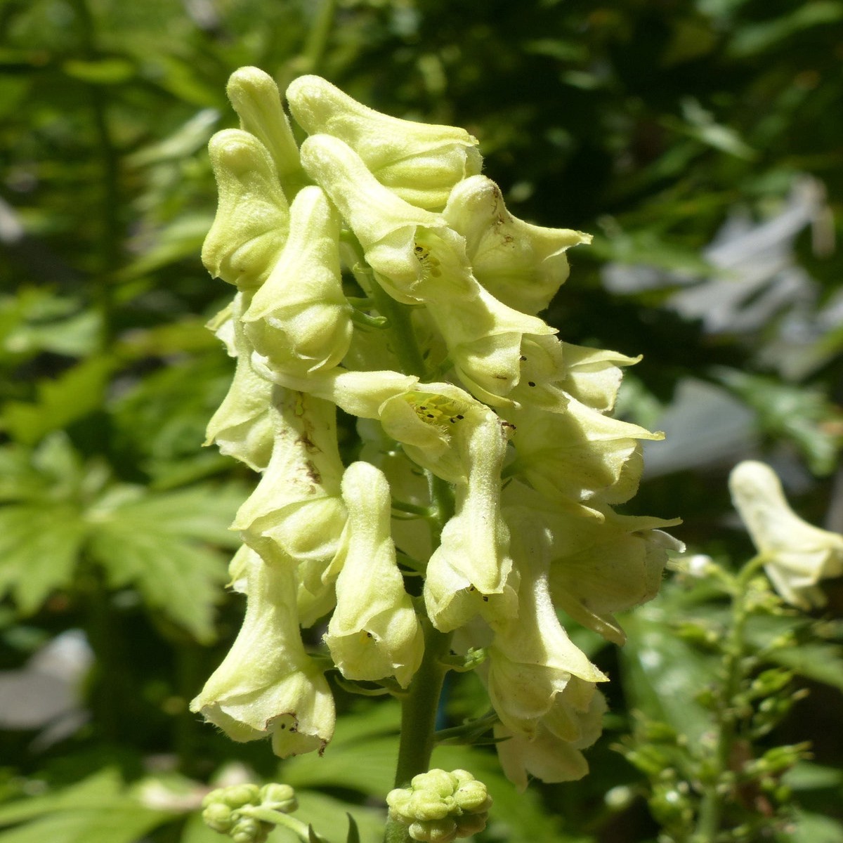 Lycoctonum Flower seeds for Planting Drought Tolerant Heirloom & GMO Free Seeds for Home Garden