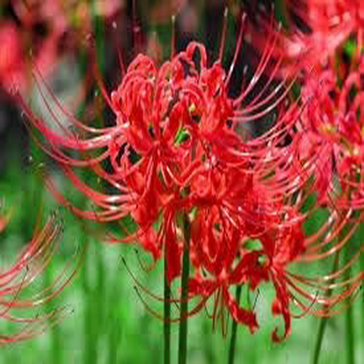 Lycoris Flower seeds for Planting - Compact Growth, Heirloom & GMO Free Seeds for Home Garden