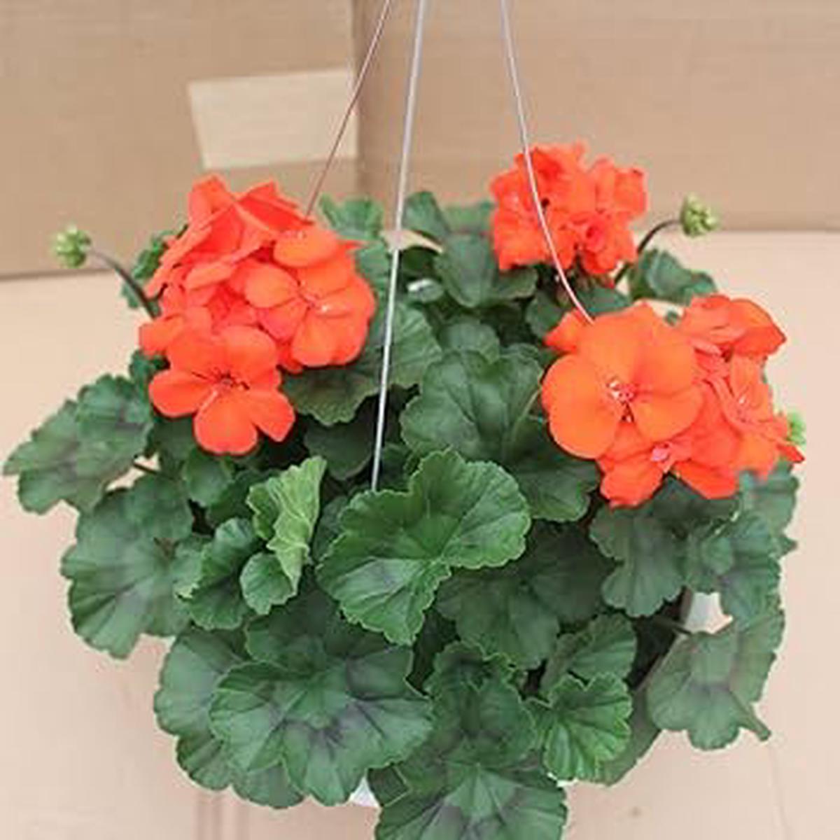 Orange Geranium Pelargonium Flower Seeds for Planting Heirloom, Non-GMO, High Germination Seeds