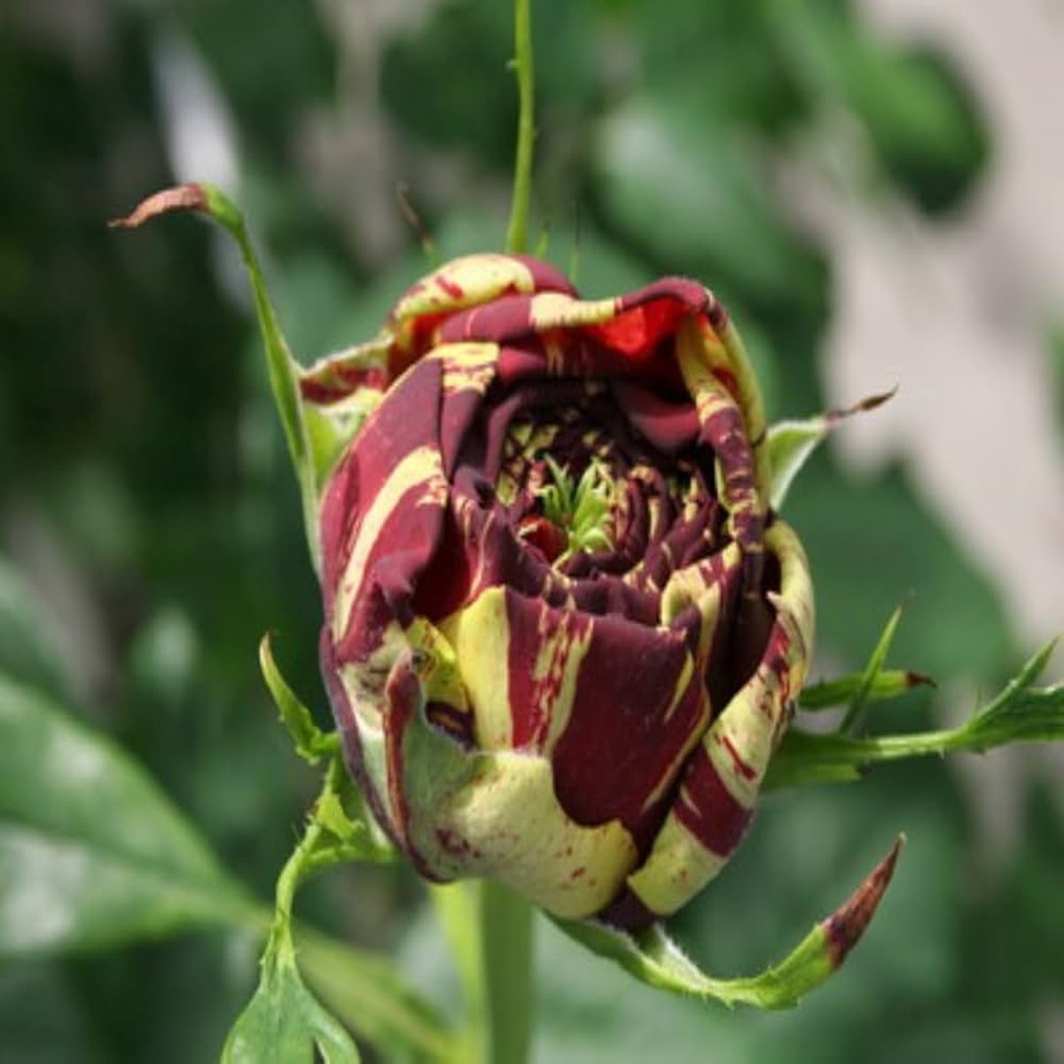Osiria Rose For Planting Rosa Spp For Flower Beds And Rose Gardens Flower Seeds for Home Garden