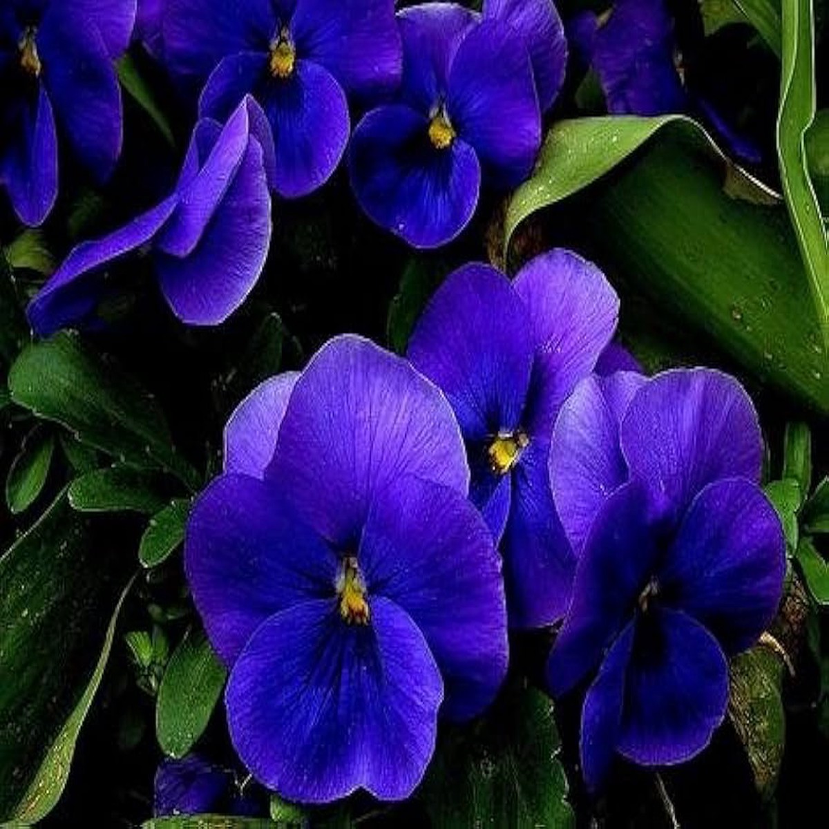 Pansy flower Inspire Blue Velvet seeds for long-lasting annual garden color