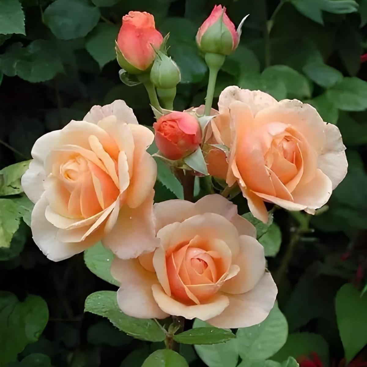 Peach Rose Flower Seeds for Planting  Heirloom, Non-GMO, High Germination Organic Garden Seeds