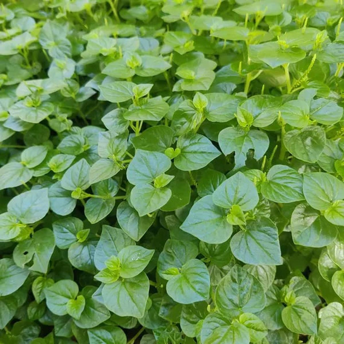 Peperomia Pellucida Rau Cang Cua Flower Seeds for Planting  Heirloom, Non-GMO, High Germination