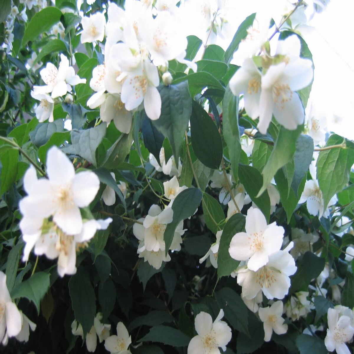 Philadelphus Coronarius Seeds for Planting  Heirloom, Non-GMO, High Germination Fragrant Garden Blooms