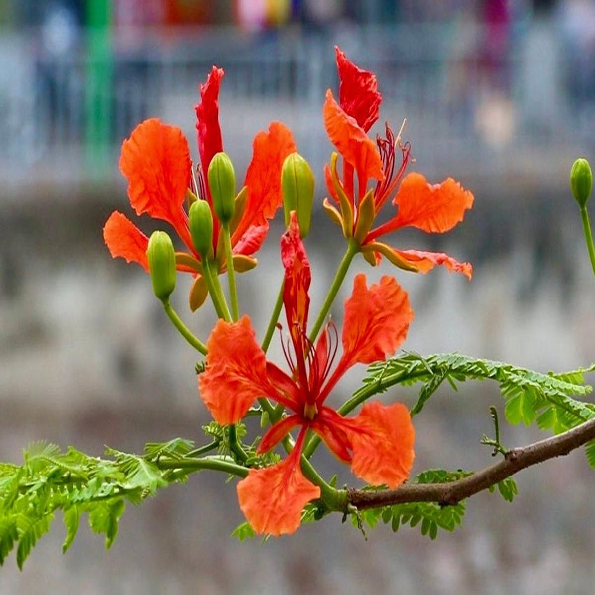 Phoenix Flower seeds for Planting Wildflower Mix Heirloom & GMO Free Seeds for Home Garden Sale