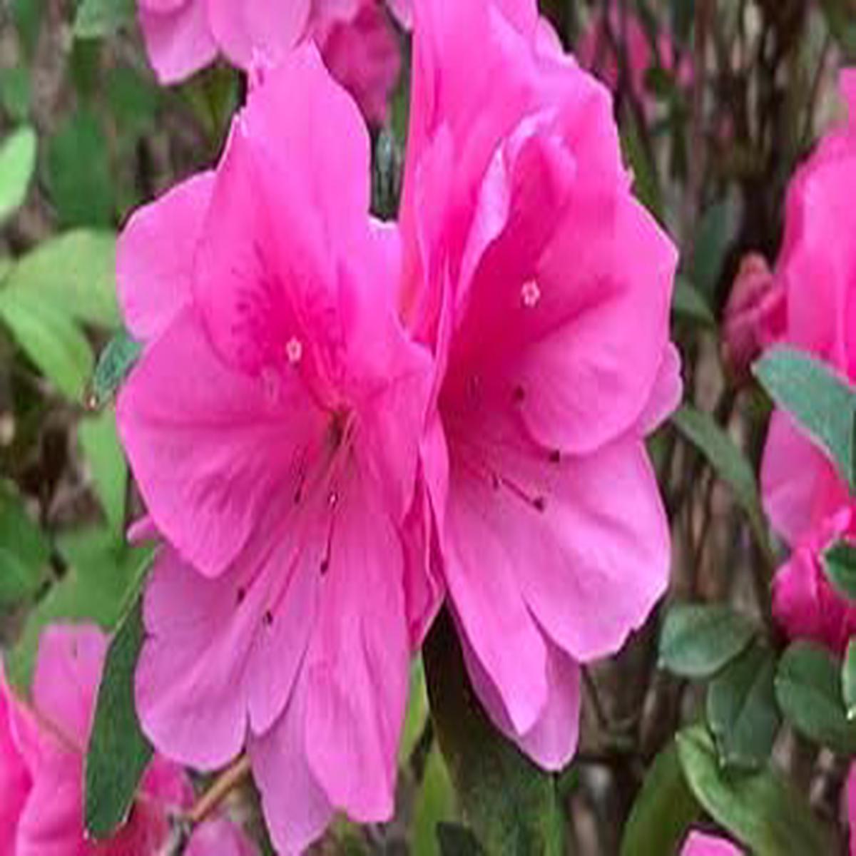 Pink Azalea Flower Flower seeds for Planting - Sun Loving, Heirloom & GMO Free Seeds for Home Garden