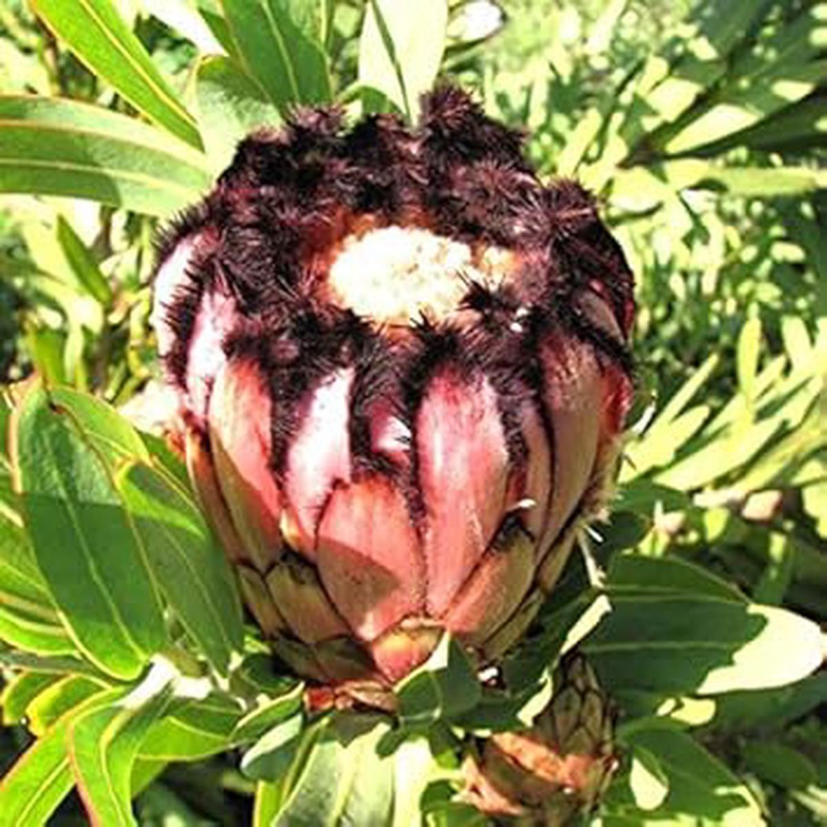 Pink Black Neriifolia Flower Seeds for Planting Heirloom Non-GMO High Germination Organic Garden Seeds