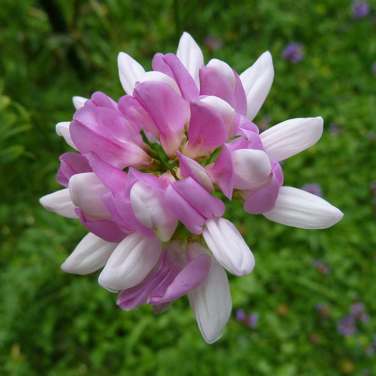 Pink Coronilla Flower seeds for Planting - Colorful Display, Heirloom & GMO Free Seeds for Home Garden