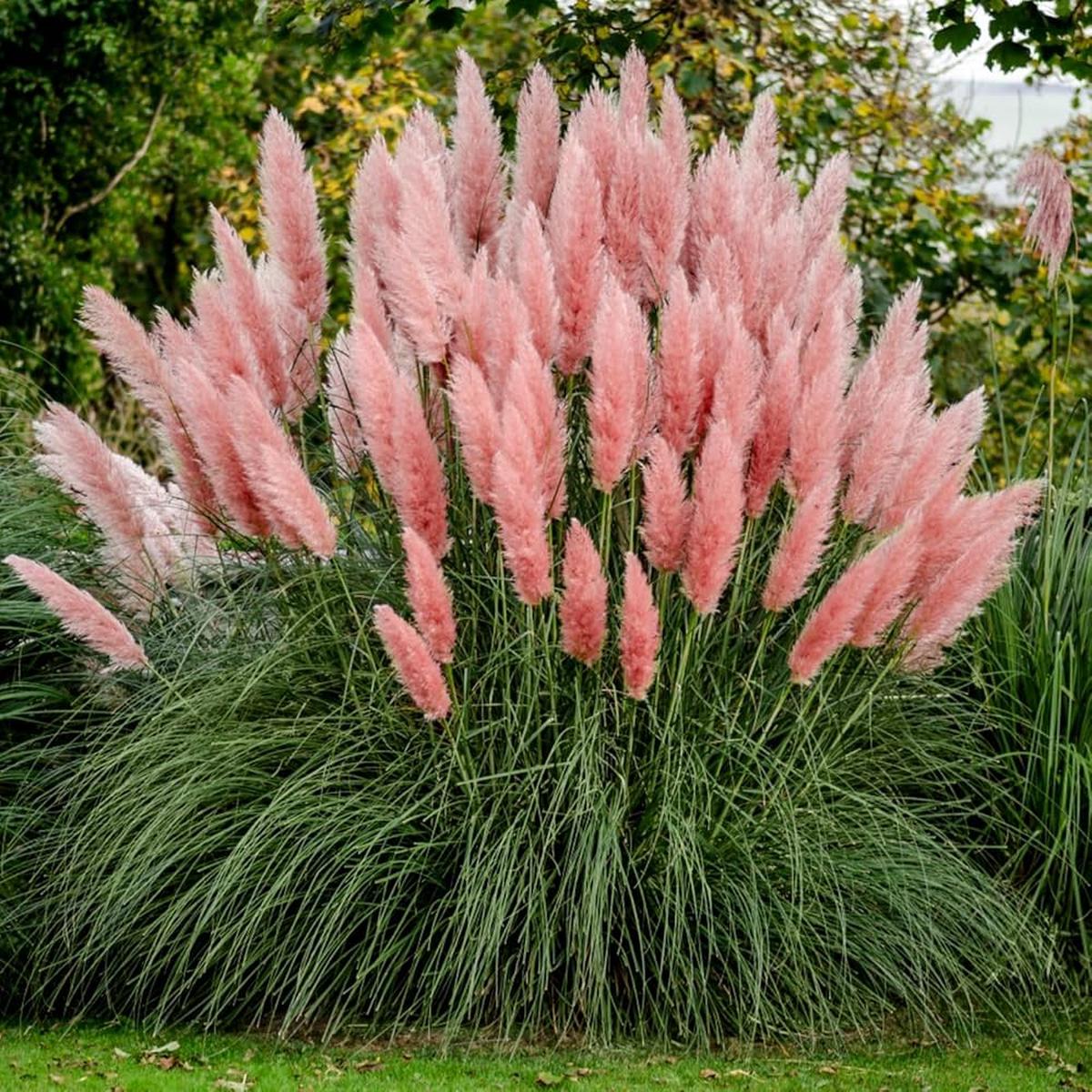 Pink Pampas Grass Flower Seeds for Planting Heirloom, Non-GMO, Drought-Tolerant, Perennial