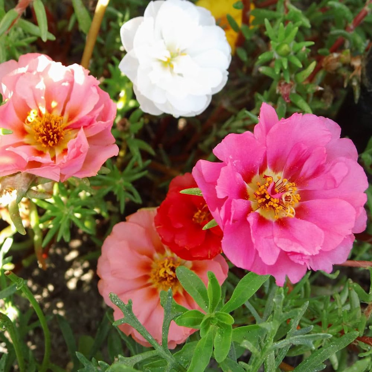Portulaca Grandiflora Flower Seeds for Planting Heirloom, Non-GMO, Drought-Tolerant, Annual