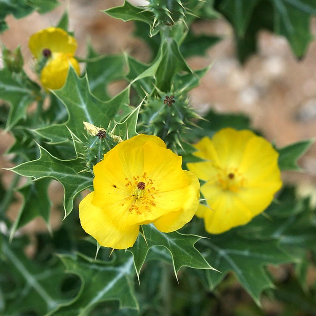 Prickly Flower seeds for Planting Sun Loving Heirloom & GMO Free Seeds for Home Garden   Sale