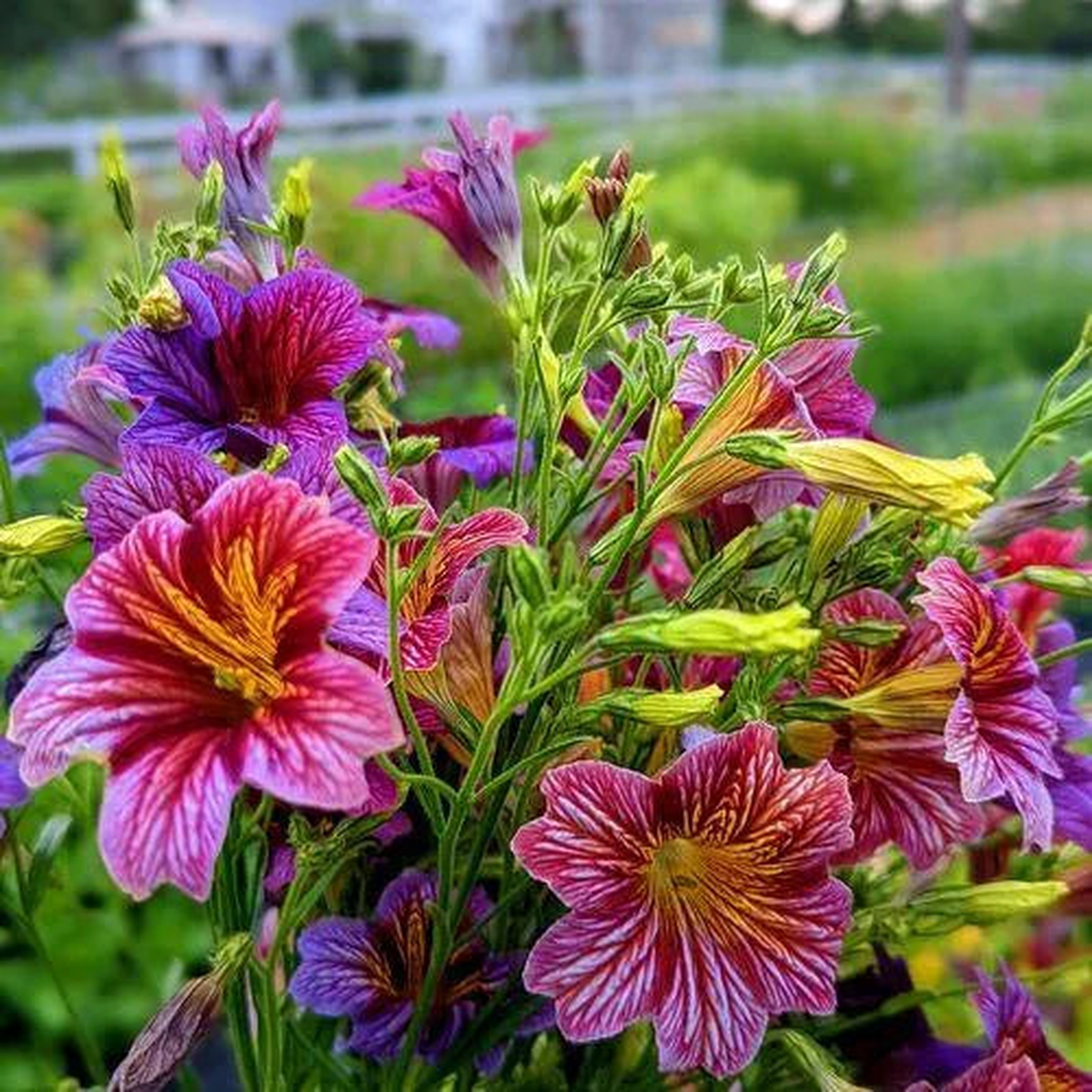 Propagation, Easy Maintenance, High Quality Variety Salpiglossis  Heirloom, Non-GMO, High Germination Organic Garden Seeds