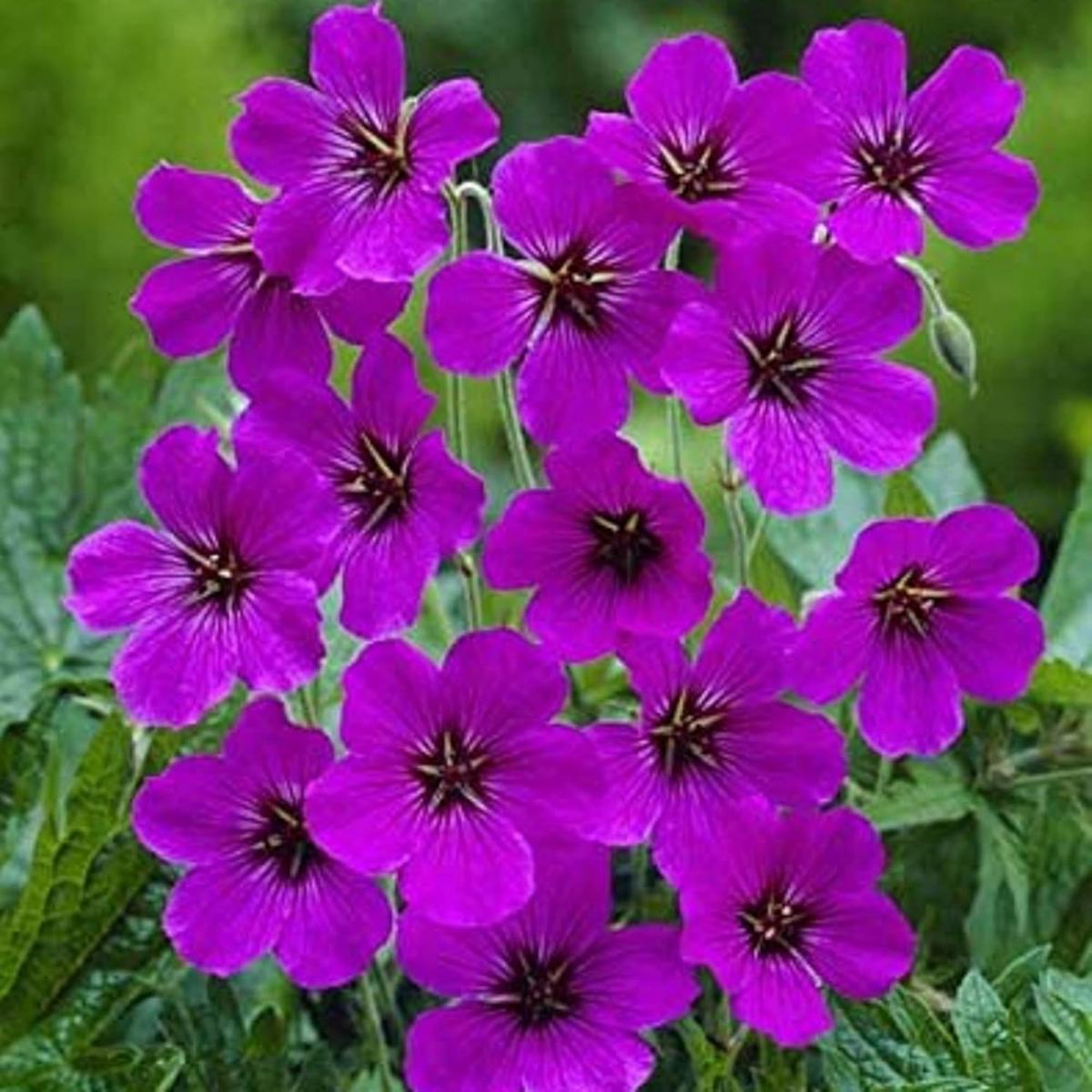 Purple Geranium Flower Seeds for Planting  Heirloom & Non-GMO Organic Garden Seeds, High Germination