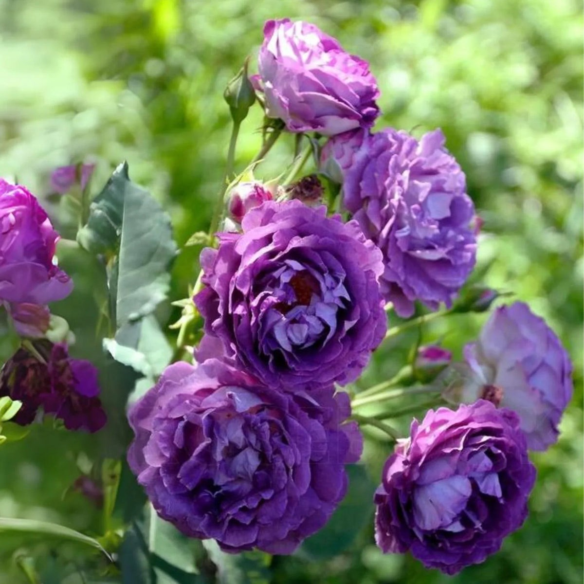 Purple Rose Flower seeds for Planting Easy to Grow Heirloom & GMO Free Seeds for Home Garden Sale
