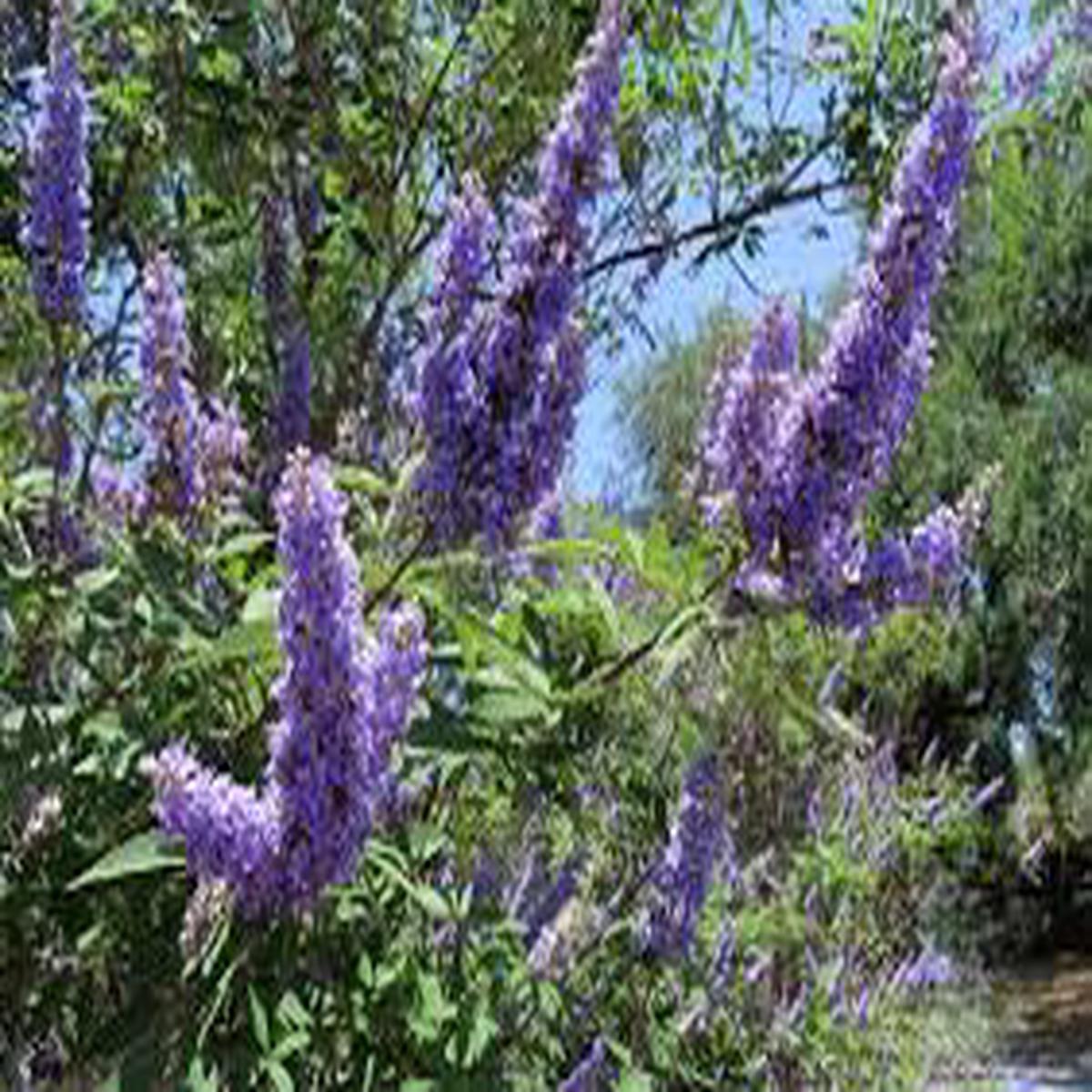 Purple Vitex Agnus Flower Seeds for Planting Drought Tolerant, Heirloom, Non-GMO, High Germination, 100pcs